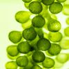 macro microscope closeup shot of green algae water plant with biotechnology science laboratory background, alternative fuel or nature bio-fuel experiment research in biology and environment technology